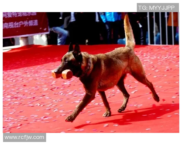 足球明星与萌犬同框瞬间展现温馨友谊与运动魅力 足球明星与萌犬同框瞬间展现温馨友谊与运动魅力